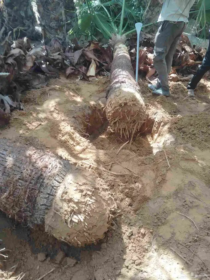 يوجد لدينا جميع انواع انخيل 0