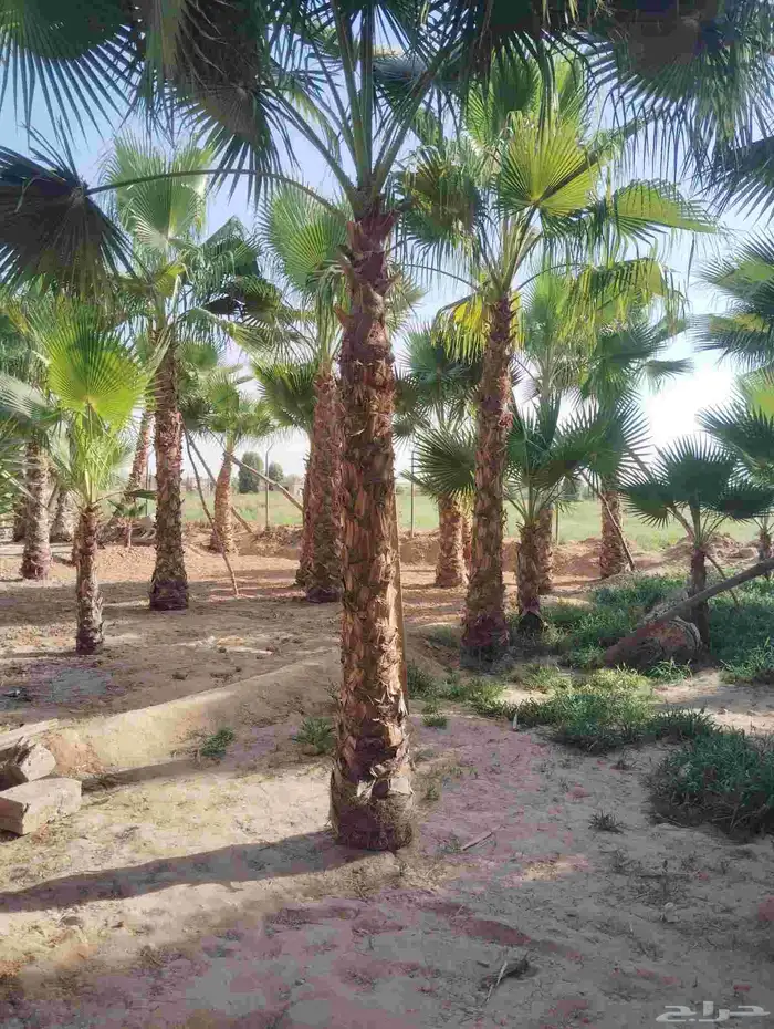 يوجد لدينا جميع انواع انخيل 5