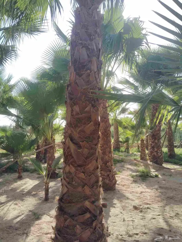 يوجد لدينا جميع انواع انخيل 4