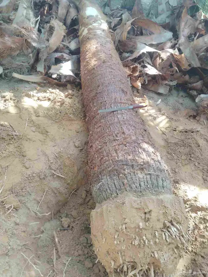 يوجد لدينا جميع انواع انخيل 2