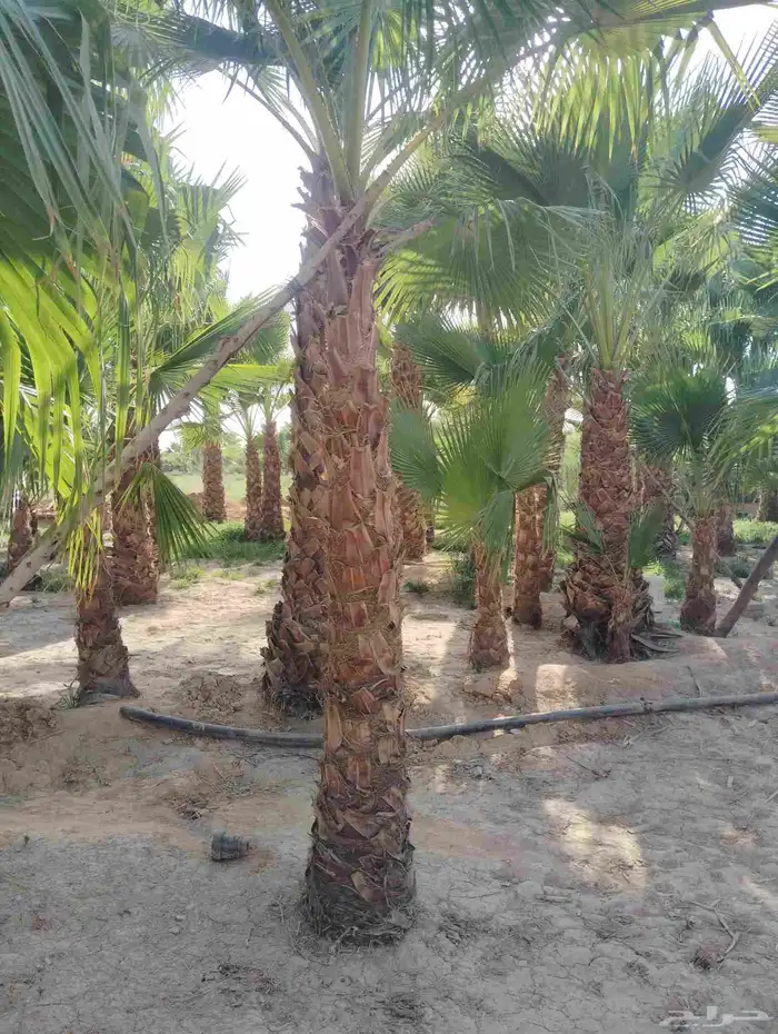 يوجد لدينا جميع انواع انخيل 9