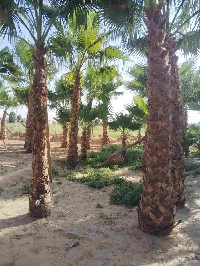 يوجد لدينا جميع انواع انخيل 6