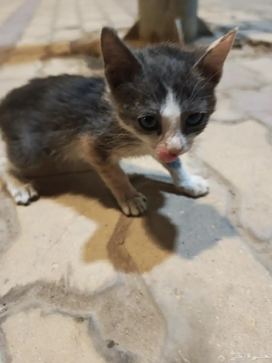 قطه صغيره بحاجه للإنقاذ 0