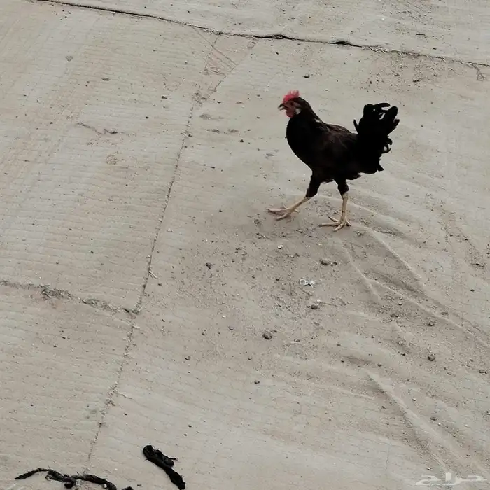 ديك للبيع 1
