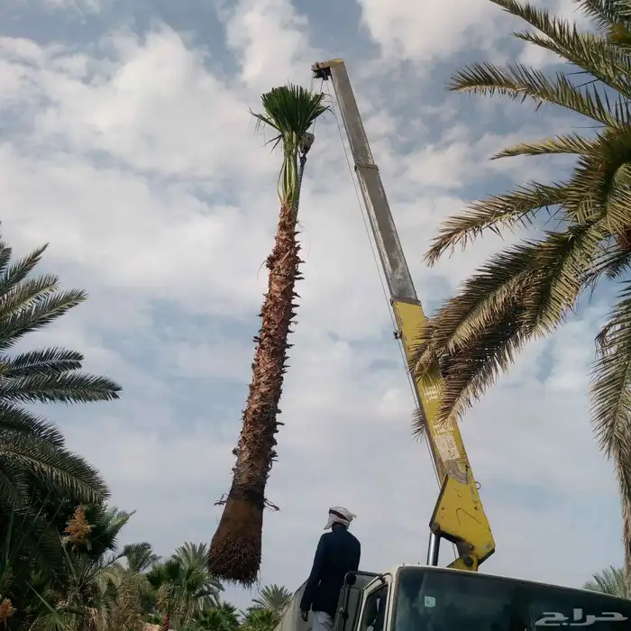 يوجد لدينا نخل واشنطني زينه بكل المقاسات وبسعار مناسبه 7