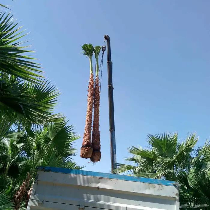 يوجد لدينا نخل واشنطني زينه بكل المقاسات وبسعار مناسبه 9