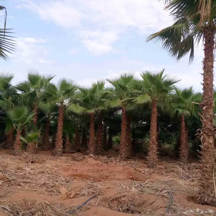 يوجد لدينا نخل واشنطني زينه بكل المقاسات وبسعار مناسبه 8