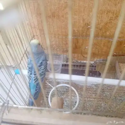 زوح بادجي استرالي منتج 3
