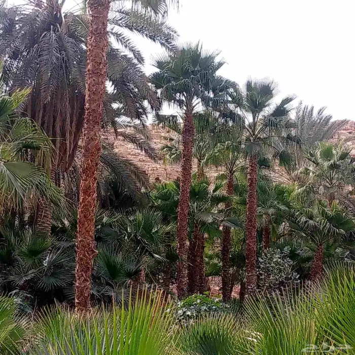 يوجد لدينا نخل واشنطني زينه بكل المقاسات وبسعار مناسبه 6