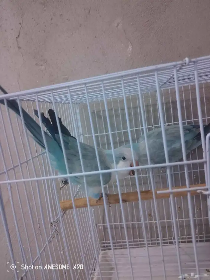 تم البيع   ذكور كويكر الراهب محلله بشهايد 0