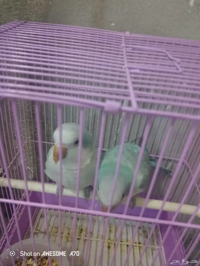 تم البيع   ذكور كويكر الراهب محلله بشهايد 2