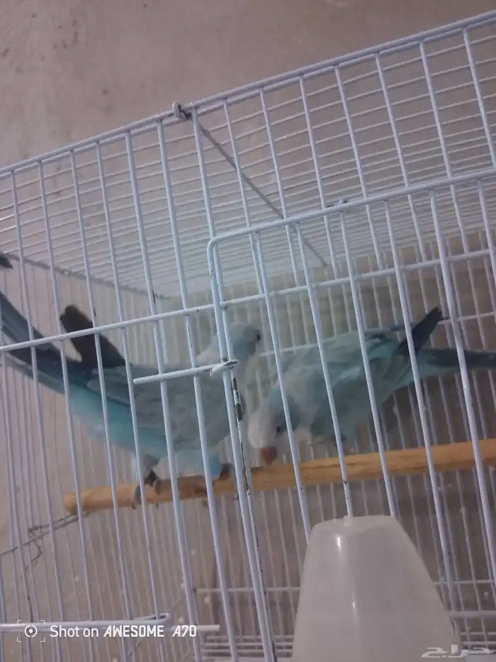 تم البيع   ذكور كويكر الراهب محلله بشهايد 1