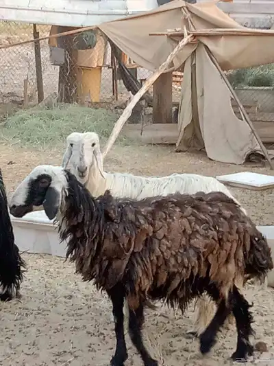 نجدي غنم 0