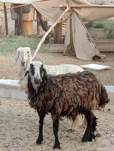نجدي غنم 1