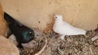 عشة حمام شامي كاملة للبيع 8