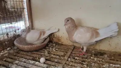 عشة حمام شامي كاملة للبيع 2