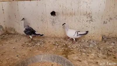 عشة حمام شامي كاملة للبيع 9