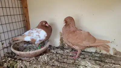 عشة حمام شامي كاملة للبيع 4