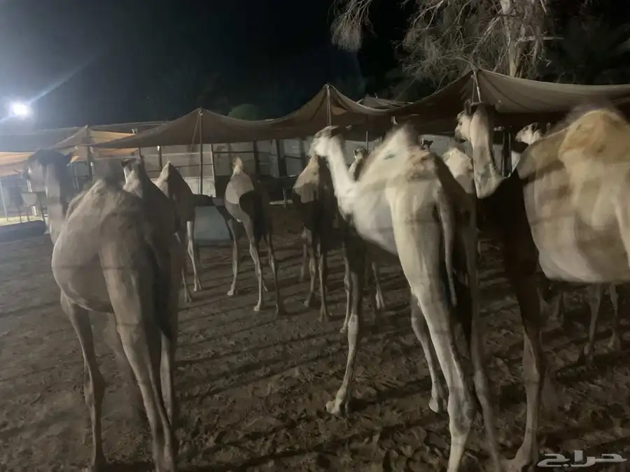 عروض قعدان 2800سواكن 1000بربري 500تيوس 520 index