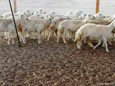 رخال العدد 21 3