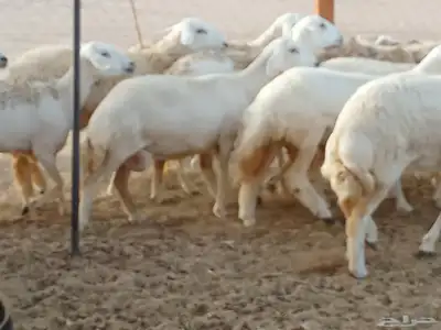 رخال العدد 21 1