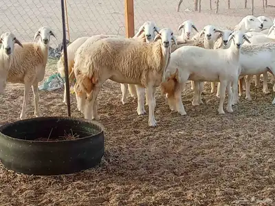 رخال العدد 21 2