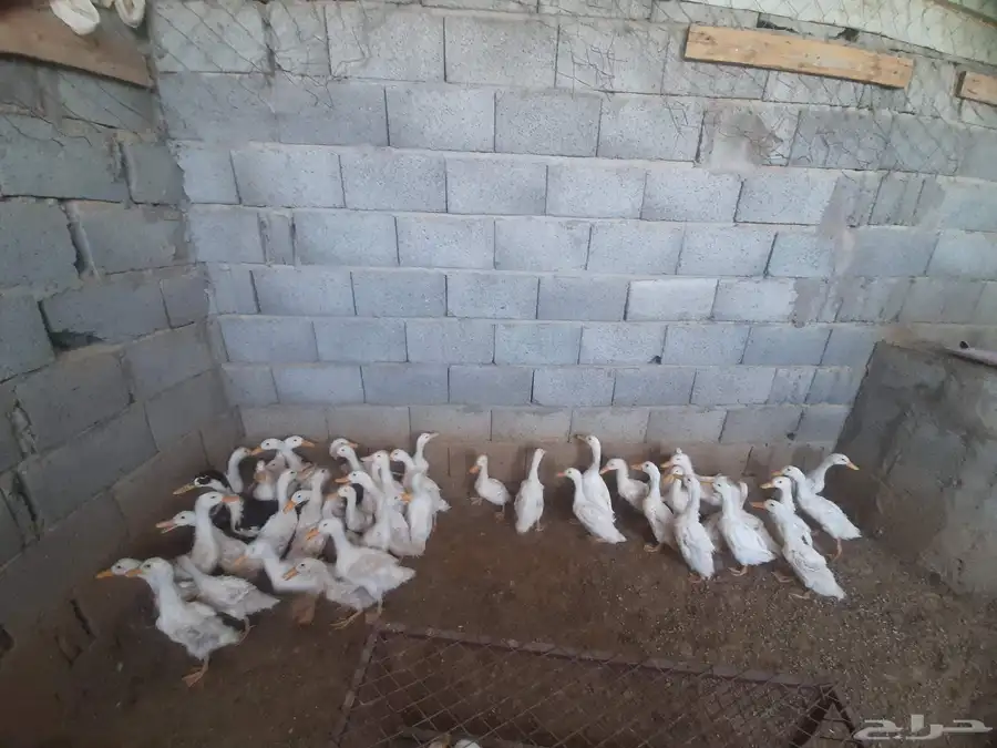 The Duck will be sold.location hail Barzan.phone index