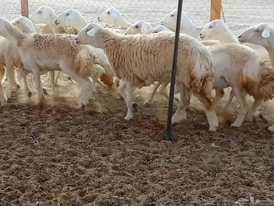 رخال العدد 21 8