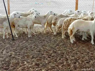 رخال العدد 21 5