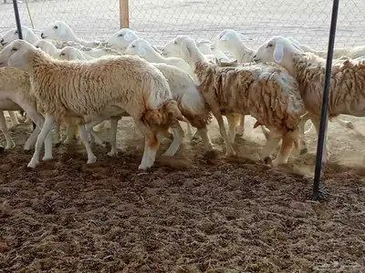 رخال العدد 21 9