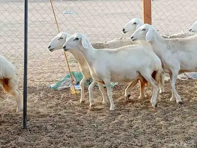 رخال العدد 21 0