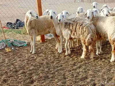 رخال العدد 21 7