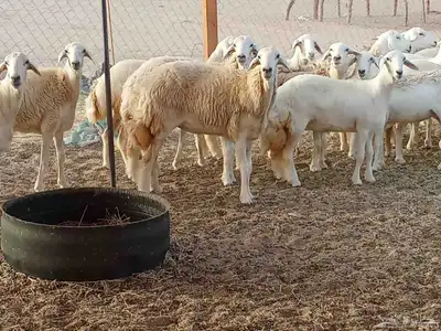 رخال العدد 21 6