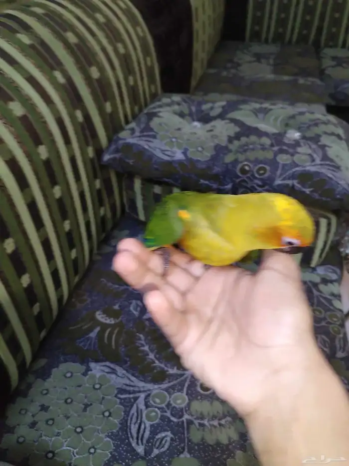 صن كنيور 2