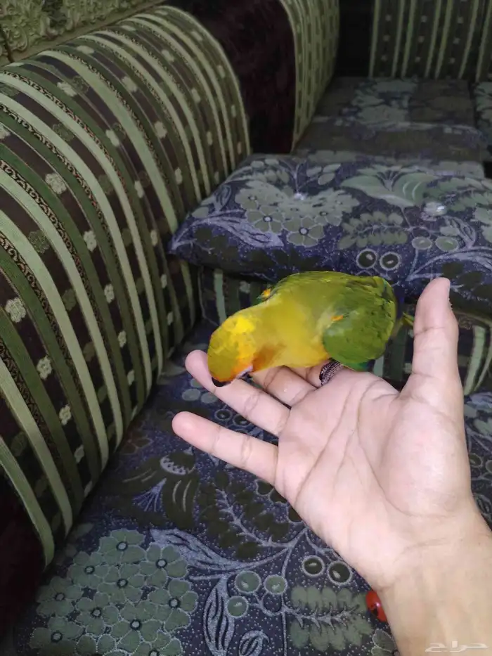 صن كنيور 1