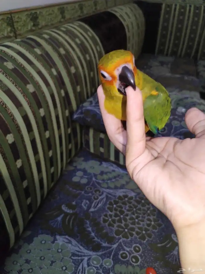 صن كنيور 3