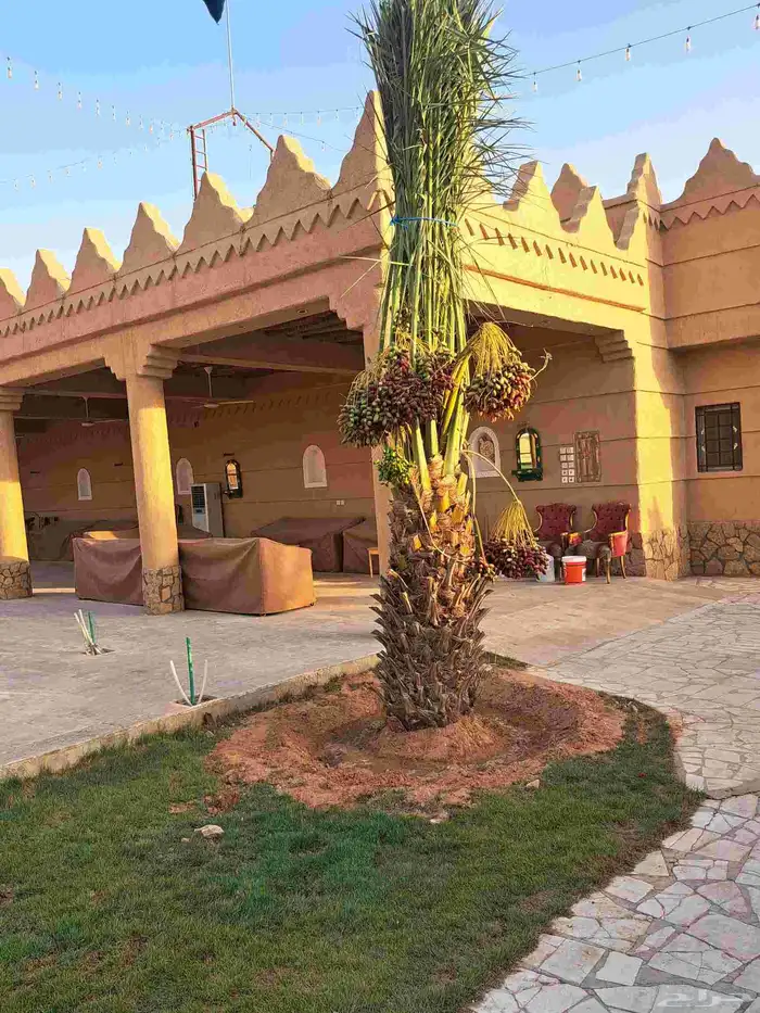 نخل واشنطن زينه بجميع مقاساته ونخل عربي مثمر 7