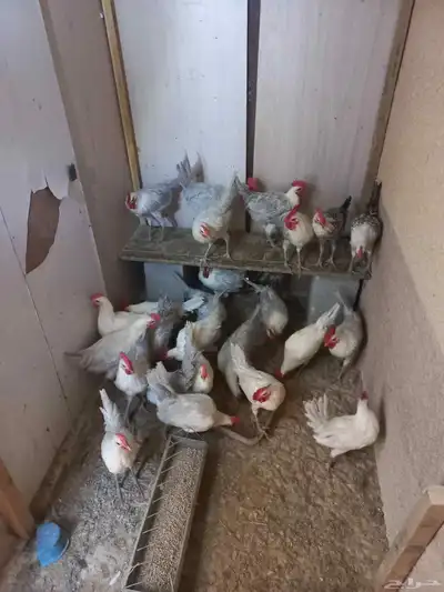 ديوك فيومي 1