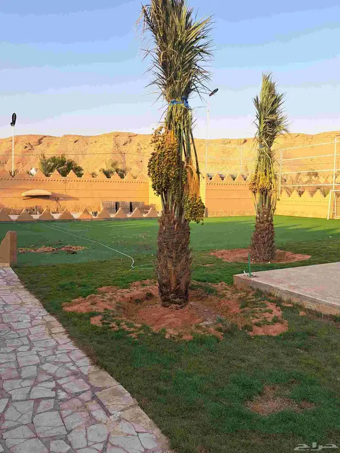 نخل واشنطن زينه بجميع مقاساته ونخل عربي مثمر 8