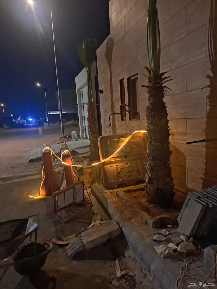 نخل واشنطن زينه بجميع مقاساته ونخل عربي مثمر 3