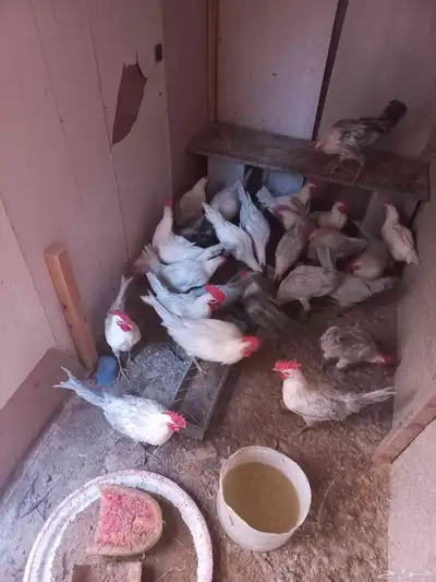 ديوك فيومي 2
