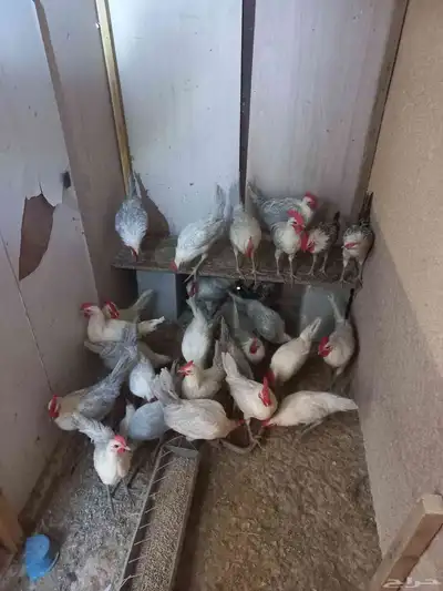 ديوك فيومي 3