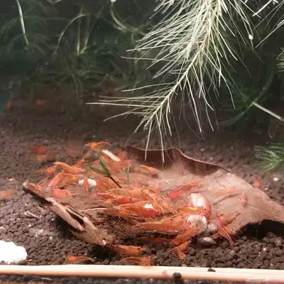 cherry shrimp 0