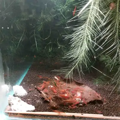 cherry shrimp 1