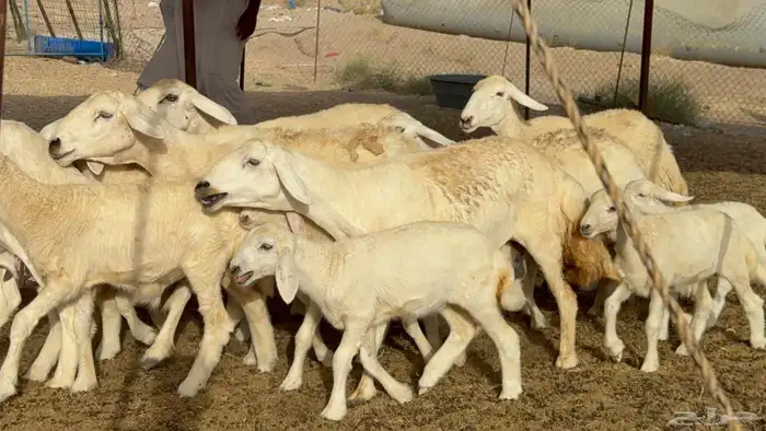 غنم حريات خالفات حرش 0