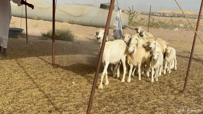 غنم حريات خالفات حرش 7