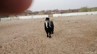 تيس عارضي صنف الصنف 3