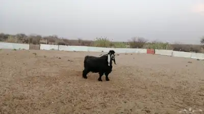 تيس عارضي صنف الصنف 5