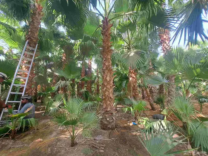 نخل واشنطن زينه بجميع مقاساته ونخل عربي مثمر 0