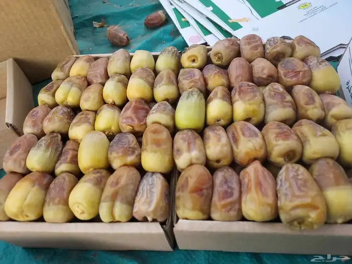 يوجد عمال خراف. خبره 4